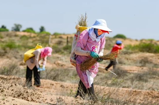 治沙人員在毛烏素沙漠栽種檸條。（王正 攝）.webp